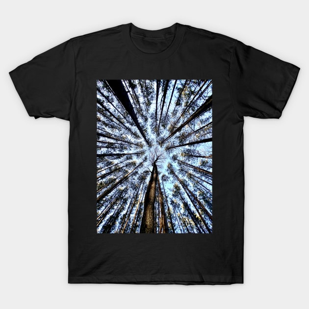 Looking up (Trees) T-Shirt by ShootFirstNYC